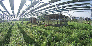 日, 쌀농사에 태양광 결합한 ‘영농형 태양광’이 뜬다