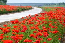 광양읍 동·서천변, 꽃양귀비로 화려하게 수놓아