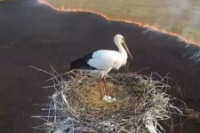들불 속 둥지 지킨 어미 황새의 놀라운 모성애