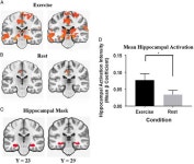 운동하면 뇌 속 기억영역 활성화…기억력에 좋은 영향