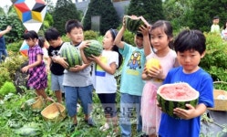 [서울포토] ‘용산마을농원’ 어린이들의 농작물 수확체험