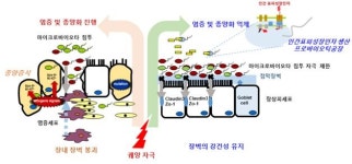 ‘이이제이’ 대장균으로 대장암, 장내염증 잡는다