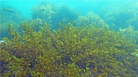 해녀할멈들 기억 속 50년 전 제주 바다...‘바다숲 제주, 옛바다와 산호’전