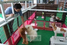 버림받은 곳서 새 삶 찾는 댕댕이