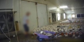 좁은 우리에 바글바글… ‘기형 닭’ 유통한 英 유명 체인점 영상 논란