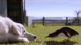 [반려독 반려캣] 9년 간 꼬마펭귄 지킨 ‘펭귄 지킴이’ 개의 은퇴 이야기