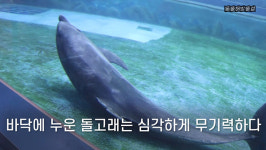 동물해방물결, 폐사 잇따르는 울산 고래생태체험관은 ‘돌고래 정신병원’