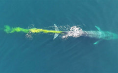 대왕고래 ‘일보는’ 순간 포착…평소와 다른 노란빛 주목