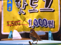 [한 컷 세상] 도심 속 동물과의 공존