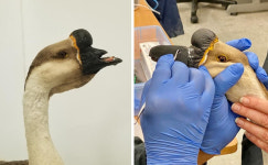 라쿤 습격에 부리 잃은 ‘거위의 꿈’ 찍어낸 3D 프린터