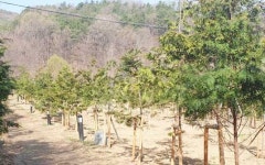 군포시, 항균·살균 작용 뛰어난 편백 숲길 조성