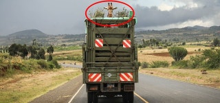 [애니멀 픽!] “안녕, 그동안 고마웠어” 트럭타고 이사가는 기린