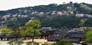 수원시, 외래수종에 잠식된 팔달산 소나무 보전사업 추진
