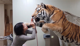 서울대공원, 자연사한 시베리아호랑이에 생명을 불어넣다