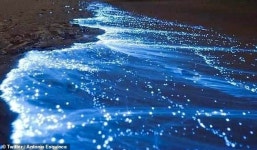 멕시코 해변, 코로나19로 인적 뜸해지자 ‘푸른 야경’ 뽐내