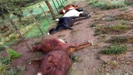 [여기는 남미] 아르헨서 벼락 참사… 농장서 방목하던 소 떼죽음