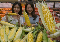 [서울포토]초당옥수수 선보이는 롯데마트