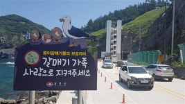 “아기 갈매기 살려 줘요” 울릉군수 울린 아이들