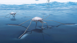 [핵잼 사이언스] 우사인 볼트보다 가속도 100배 빠른 소금쟁이 바다에 산다