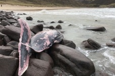 심해사는 초희귀 ‘트루 부리고래’ 英 해안서 사체로 첫 발견