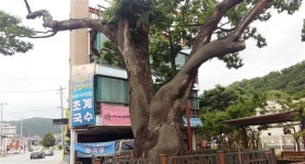 쫄깃한 장어·쫀존한 낙지… 산골에 숨은 팔도 보양식