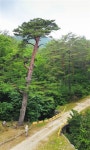국격 vs 생존권… 울진 금강송 숲 세계유산 ‘딜레마’