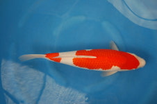 경남수산자원연구소, 비단잉어 유상분양