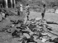 인도 원숭이 이번엔 양목장 습격…새끼양 30마리 떼죽음