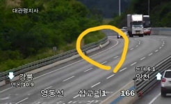대형견 영동고속도로 한복판에 출현…화들짝 놀란 운전자들