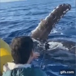 관광보트 위 남성에게 ‘하이파이브’ 건넨 혹등고래 (영상)