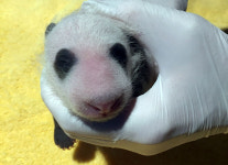 사람 나이로 90살…최고령 대왕판다가 낳은 늦둥이 첫 공개