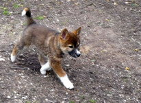시골 덫에 걸린 코알라, 알고보니 멸종위기 ‘딩고’ 새끼