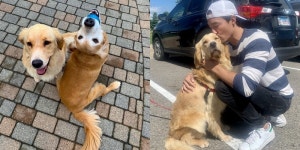 ‘견생역전’ 다니엘의 줄리엣 된 개농장 리트리버 [김유민의 노견일기]