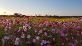 100㎞ 코스모스길 달리며 가을을 만끽하세요