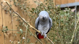 “저리 꺼○!” 英 동물원 앵무새들, 관람객에 욕설 퍼부어…공개 일시 중단