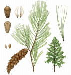 [이소영의 도시식물 탐색] 스트로브잣나무를 향한 반성