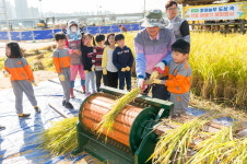 양천구, ‘이색체험’ 신트리공원 전통 벼베기 체험 행사 진행