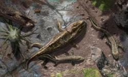 3억9000만년전 바다서 육지로…척추동물의 비밀, ‘위팔뼈’서 찾았다