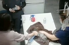 수술 끝낸 강아지 얼굴에 탈취제 뿌리며 웃은 동물병원