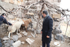 농장탈출한 양과 염소, 터키 시청서 난동…시장이 직접 수습 (영상)