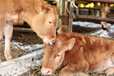 이젠 걱정마소… 새해엔 믿고 살아도 좋소