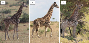 세계서 가장 작은 ‘미니 기린’ 최초 포착…왜소증으로 평균키 절반