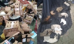 “5일 이상 먹이·물먹지 못해”…中반려동물 택배상자 판매