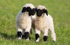 ‘세상에서 가장 귀여운 양’ 희귀 흑비양 英 농장서 탄생