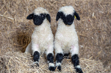 ‘세상에서 가장 귀여운 양’ 희귀 흑비양 英 농장서 탄생