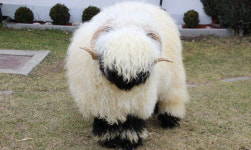 ‘세상에서 가장 귀여운 양’ 희귀 흑비양 英 농장서 탄생