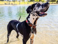 “우주견, 이 세상 개 아니다” 은하계 본뜬 반려견 염색 논란