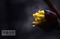 [서울포토] 봄비 맞는 산수유 꽃망울