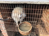전기충격 당하는 너구리…中 모피농장의 ‘불편한 진실’