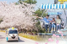 클룩, 남산·인왕산 벚꽃 감상할 수 있는 오픈탑 버스 투어 운영